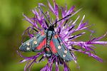 Zygaena ephialtes