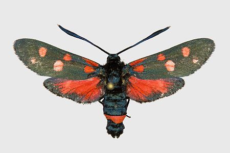 Zygaena phegea