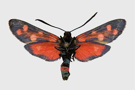 Zygaena phegea