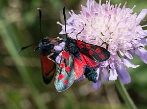 Zygaena filipendulae