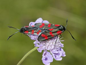 Zygaena filipendulae