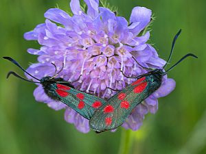 Zygaena filipendulae