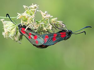 Zygaena filipendulae