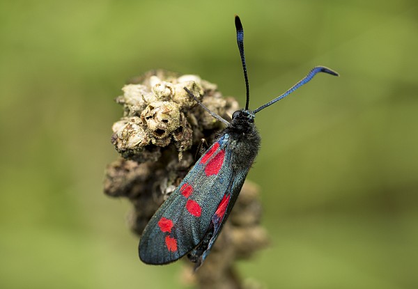 Zygaena filipendulae