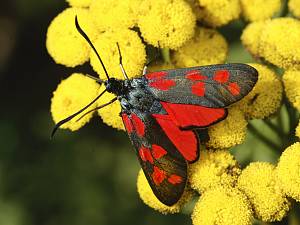 Zygaena filipendulae