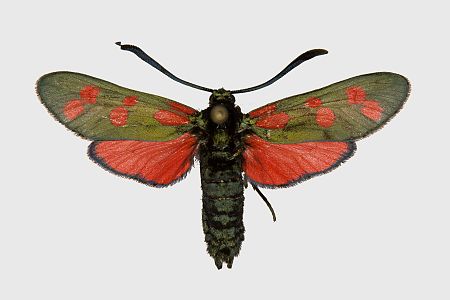 Zygaena filipendulae