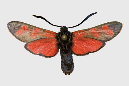 Zygaena filipendulae