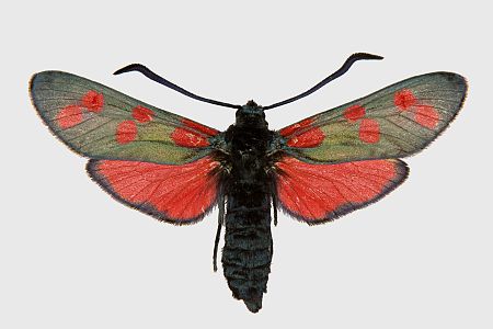 Zygaena filipendulae