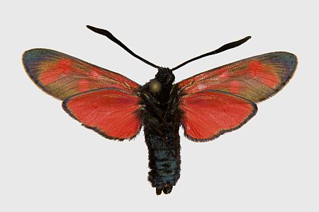 Zygaena filipendulae