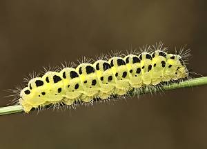 Zygaena filipendulae