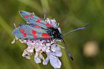 Zygaena filipendula