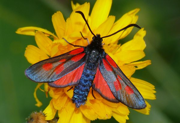 Zygaena lonicerae