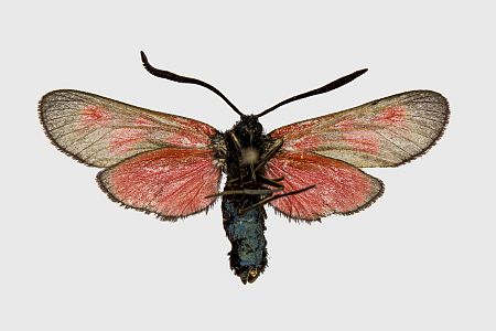 Zygaena lonicerae