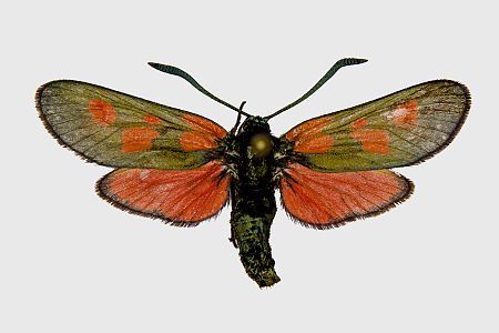 Zygaena lonicerae