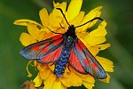 Zygaena lonicerae