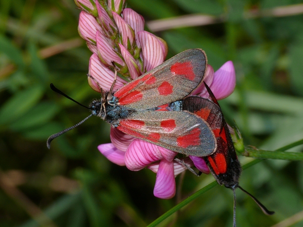 Zygaena loti