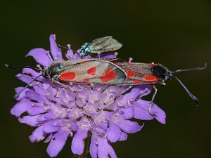 Zygaena loti