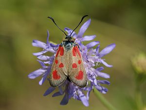 Zygaena loti