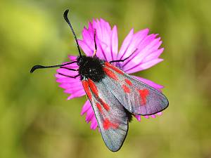 Zygaena loti