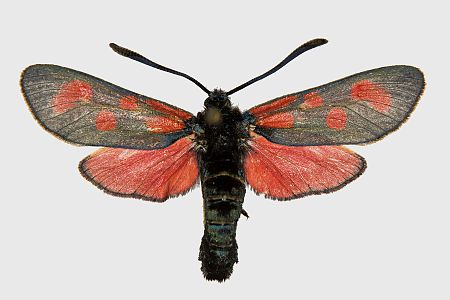 Zygaena loti