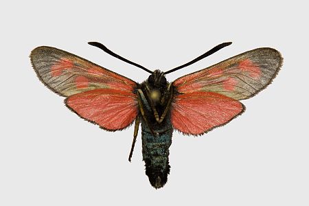 Zygaena loti