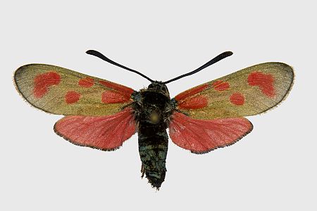 Zygaena loti