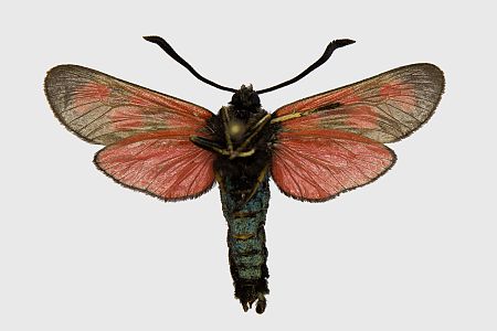 Zygaena loti