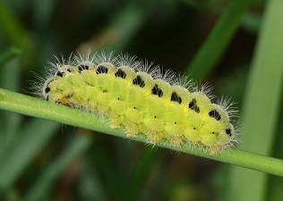 Zygaena loti