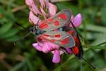 Zygaena loti