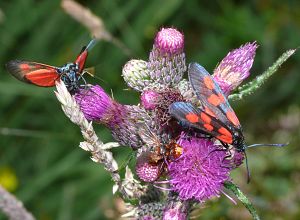 Zygaena loti