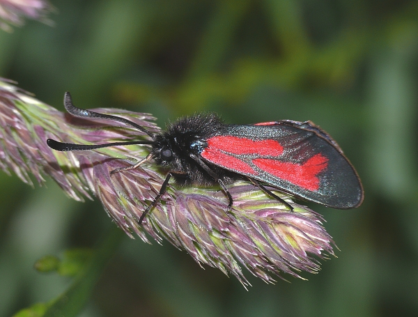 Zygaena minos