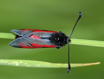 Zygaena minos