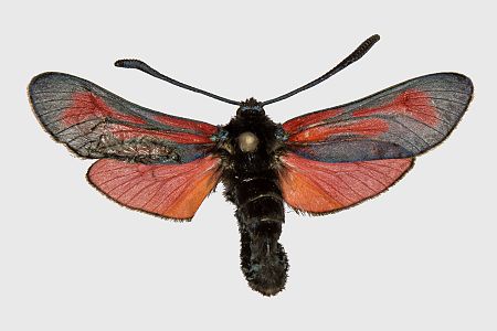 Zygaena minos