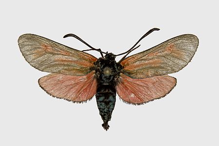 Zygaena minos