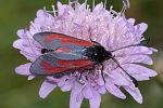 Zygaena minos