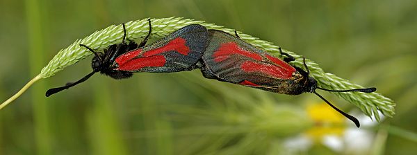 Zygaena purpuralis