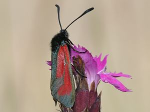 Zygaena purpuralis