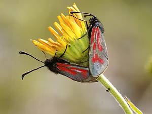 Zygaena purpuralis