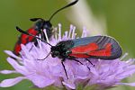 Zygaena purpuralis