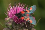 Zygaena trifolii