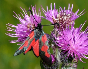 Zygaena trifolii