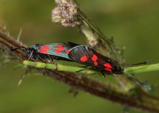 Zygaena trifolii