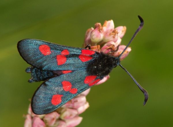 Zygaena trifolii