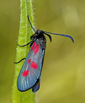 Zygaena trifolii