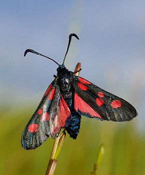 Zygaena trifolii