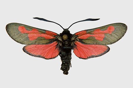 Zygaena trifolii