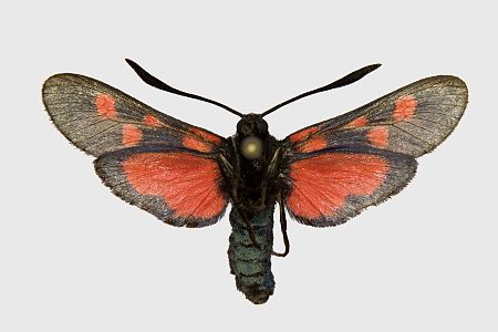 Zygaena trifolii