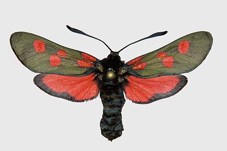 Zygaena trifolii