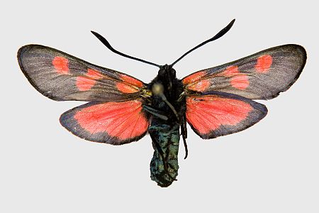 Zygaena trifolii