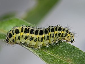 Zygaena trifolii Raupe